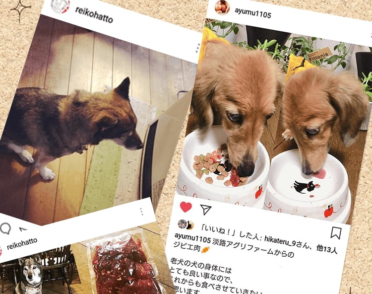 缶詰のドッグフードは全く食べませんがベニソンをドライフードに混ぜてやると美味しそうに食べました！