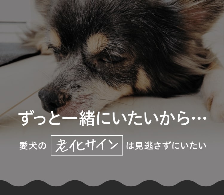 ずっと一緒にいたいから…愛犬の老化サインは見逃さずにいたい