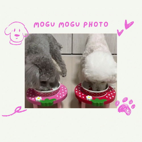 【猪と野菜　おいしさプラス】 ワイルドボア 猪肉の手作りフレッシュフード（小分け袋）1kg定期便