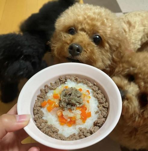 【鹿と野菜　おいしさプラス】ベニソン 鹿肉の手作りフレッシュフード（小分けトレー）定期便1キロコース